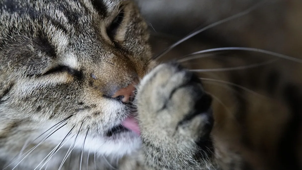 Are Cats Clean Animals? Grooming Habits Explained