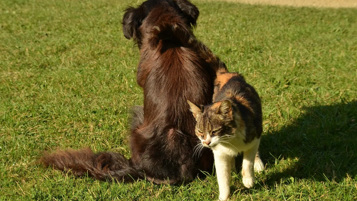 Are Cats Cleaner Than Dogs? Mouths, Grooming, and Germs