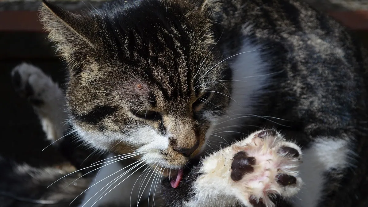 Are Cats Easy to Take Care Of? Realistic Daily Needs