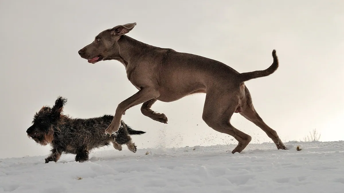 Are Cats Faster Than Dogs? Speed and Agility Compared