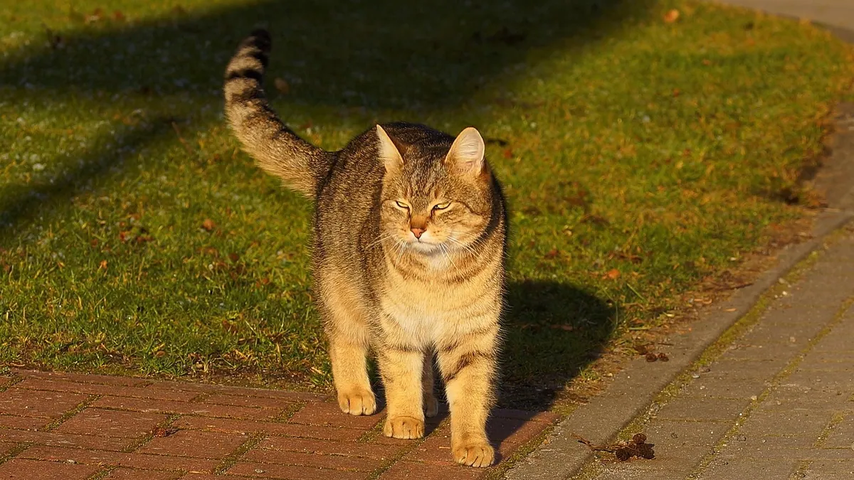 Are Cats Friendly? What Feline Friendliness Really Means