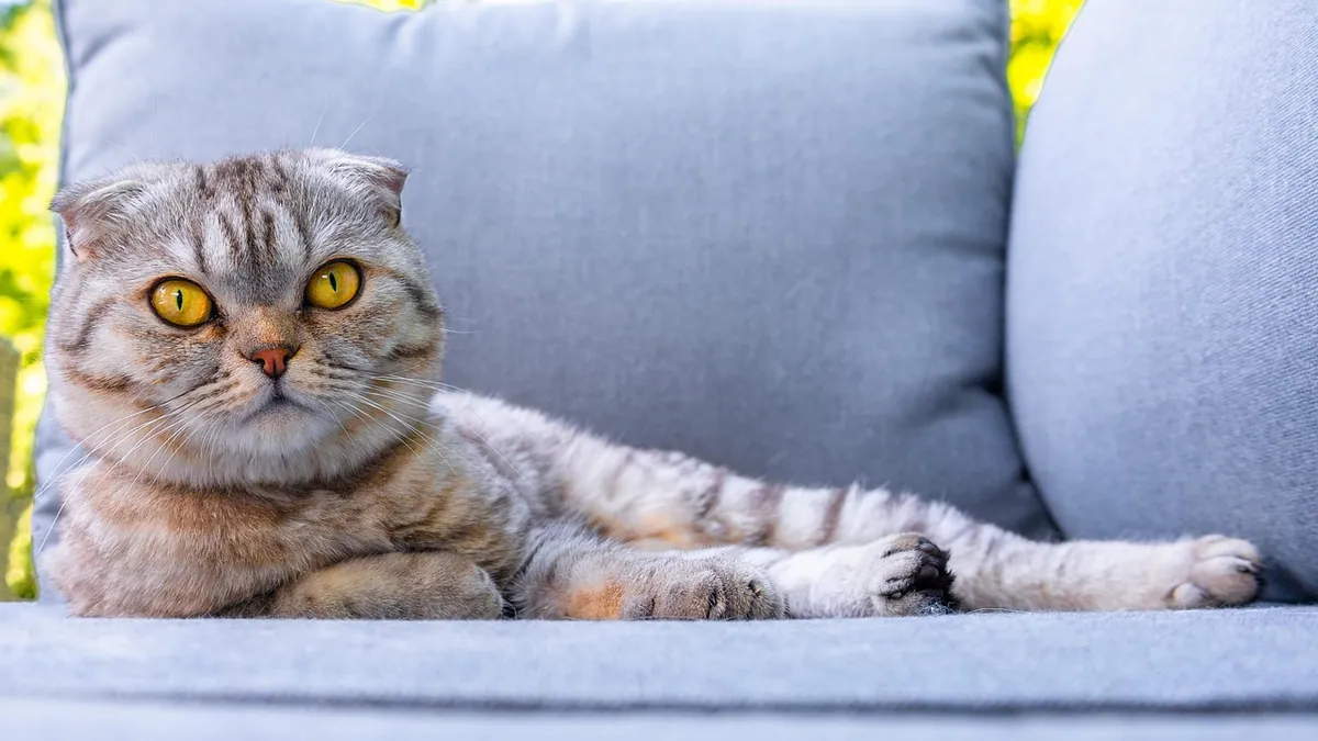 Are Cats Good Pets? Honest Pros and Cons for Owners