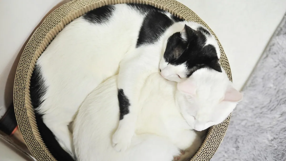 Are Cats Happier in Pairs? Pros and Cons of Two Cats