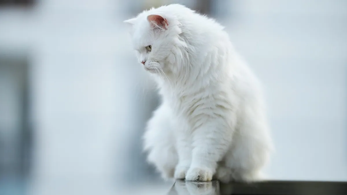 Are Cats Jealous? Signs of Feline Jealousy Explained