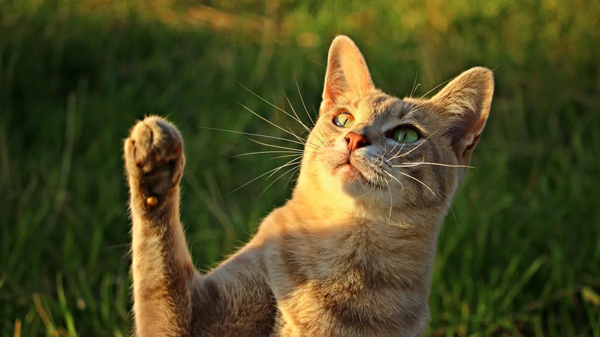 Are Cats Left or Right Pawed? Feline Handedness