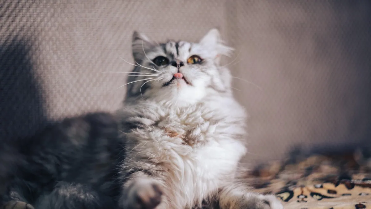 Are Cats Loyal? How Felines Really Bond With Owners