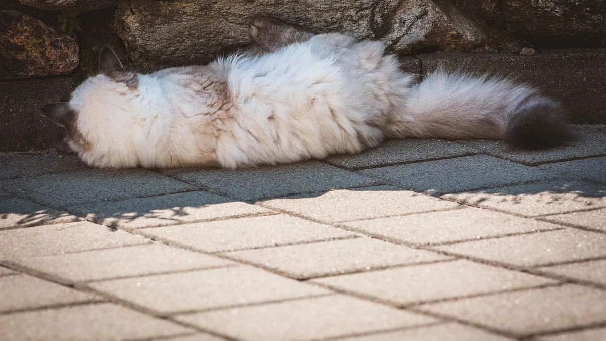 Are Cats OK in the Heat? Heat Safety for Cats
