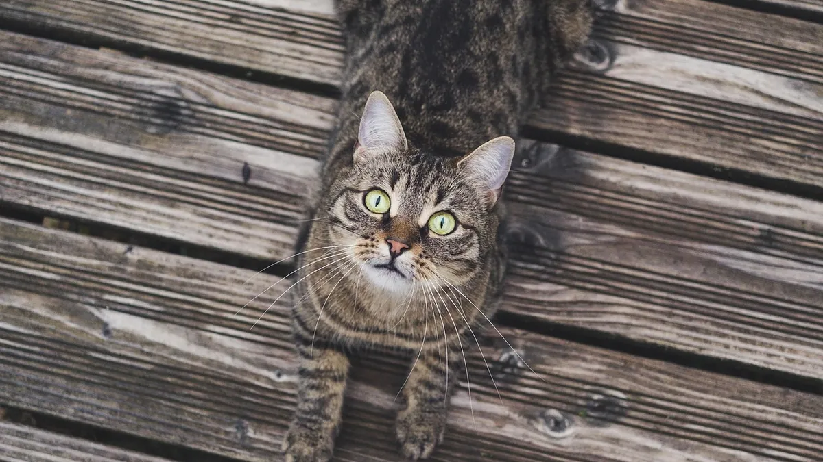 Are Cats Really Scared of Cucumbers? Why It Happens