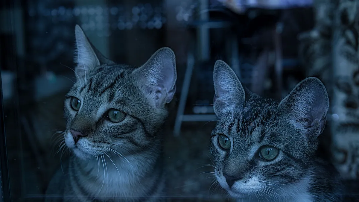 Are Cats Territorial? Why They Guard Space and People