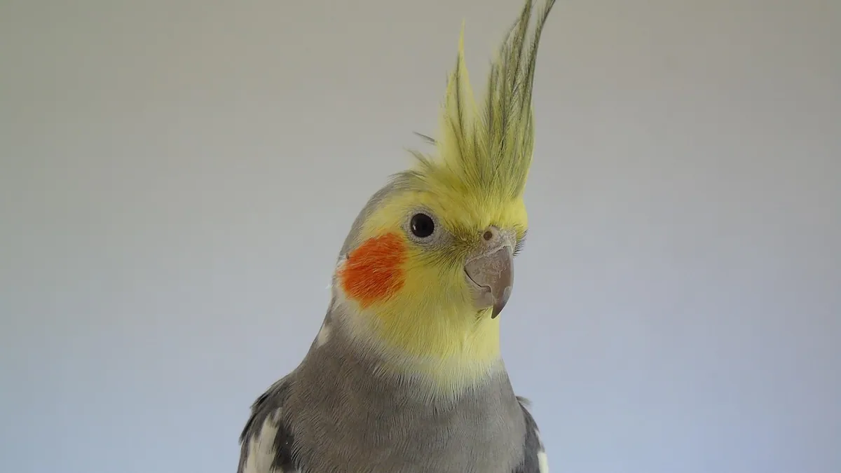 Do Cockatiels Make Good Pets? Honest Owner Guide