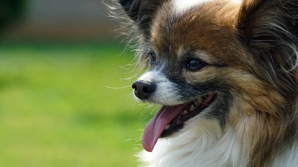 Are Dog Mouths Clean? The Truth About Dog Saliva