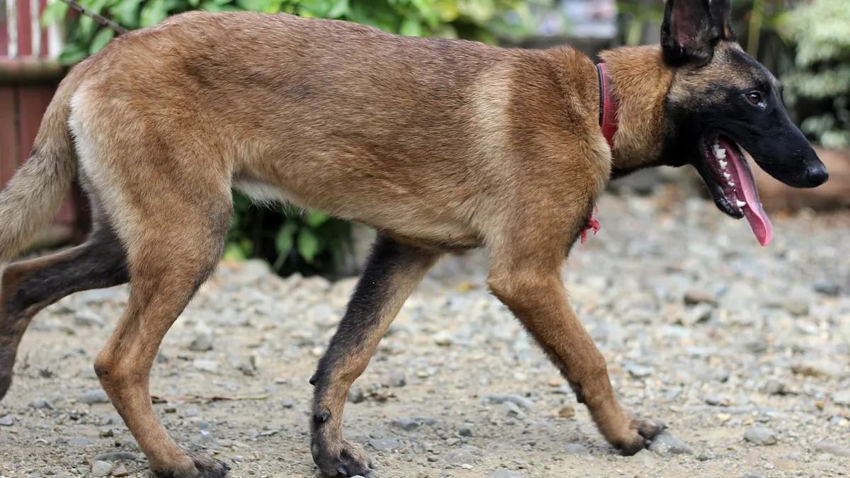 Are Whipworms and Tapeworms in Dogs Contagious?