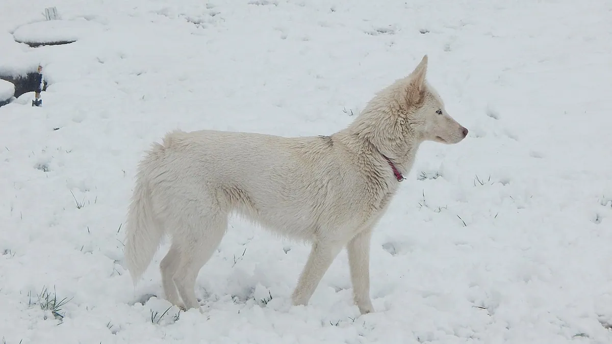 Are Dogs Descended From Wolves? What Science Says