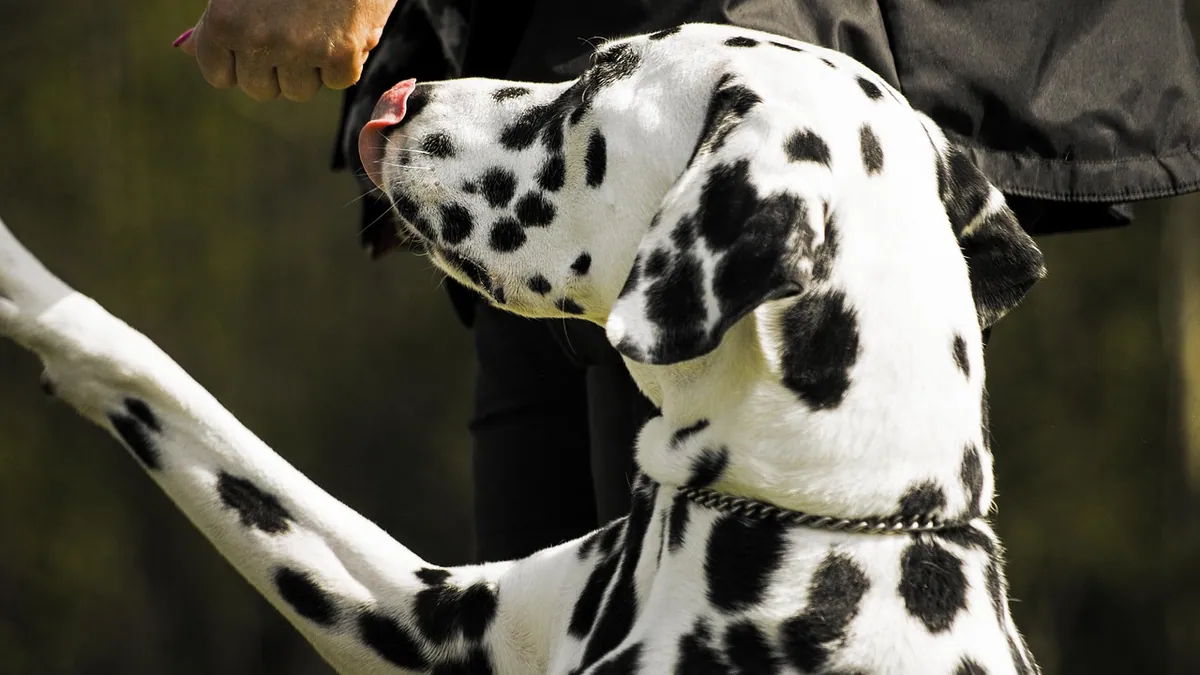 Are Dogs Left or Right Pawed? The Science of Dog Laterality