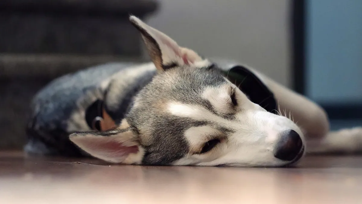 Are Dogs Light Sleepers? Why Your Dog Wakes So Easily