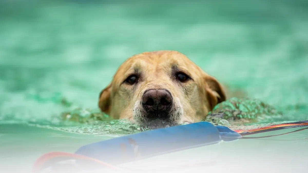Are All Dogs Natural Swimmers? Breeds and Safety
