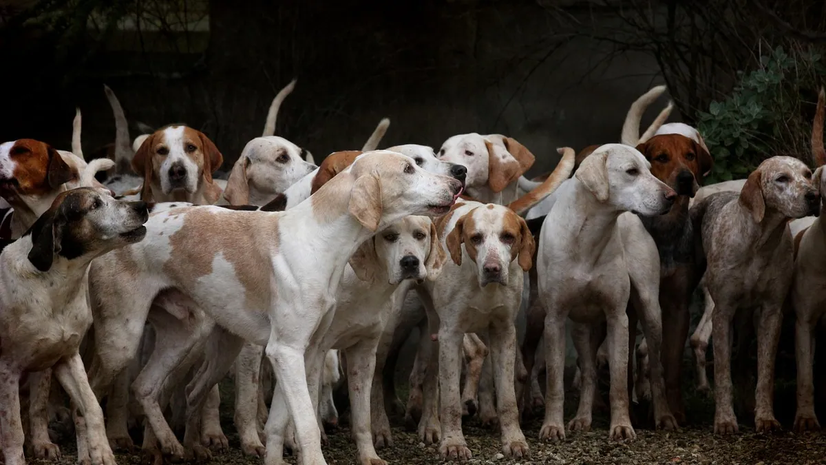 Are Dogs Pack Animals? What That Means for Training
