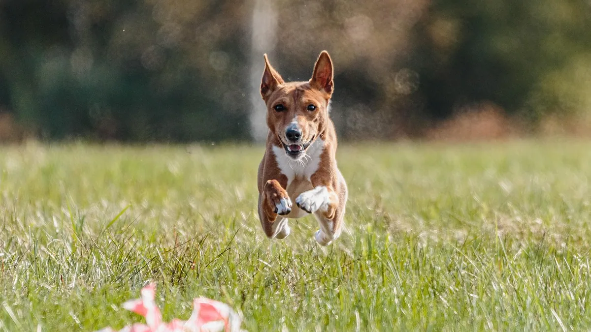 Are Dogs Predators or Prey? Understanding Dog Instincts