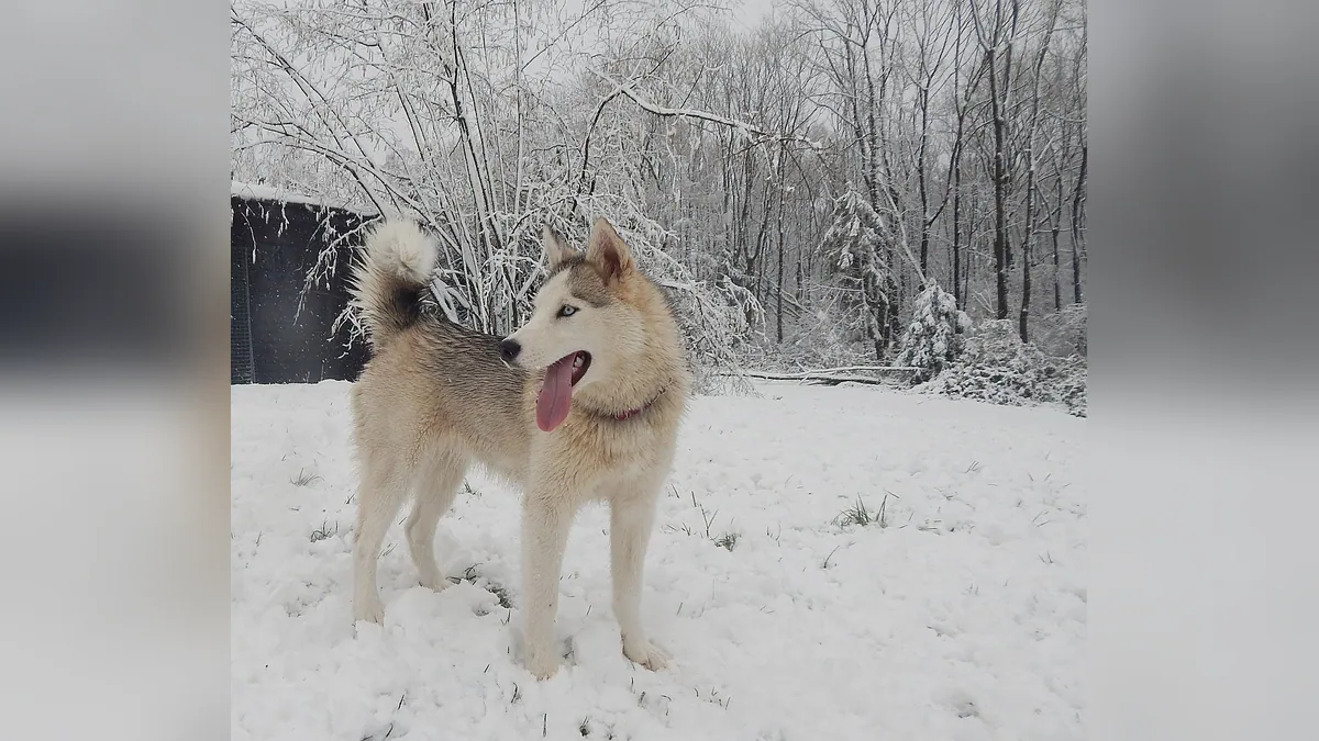 Are Dogs Wolves? How Domestication Changed Your Dog