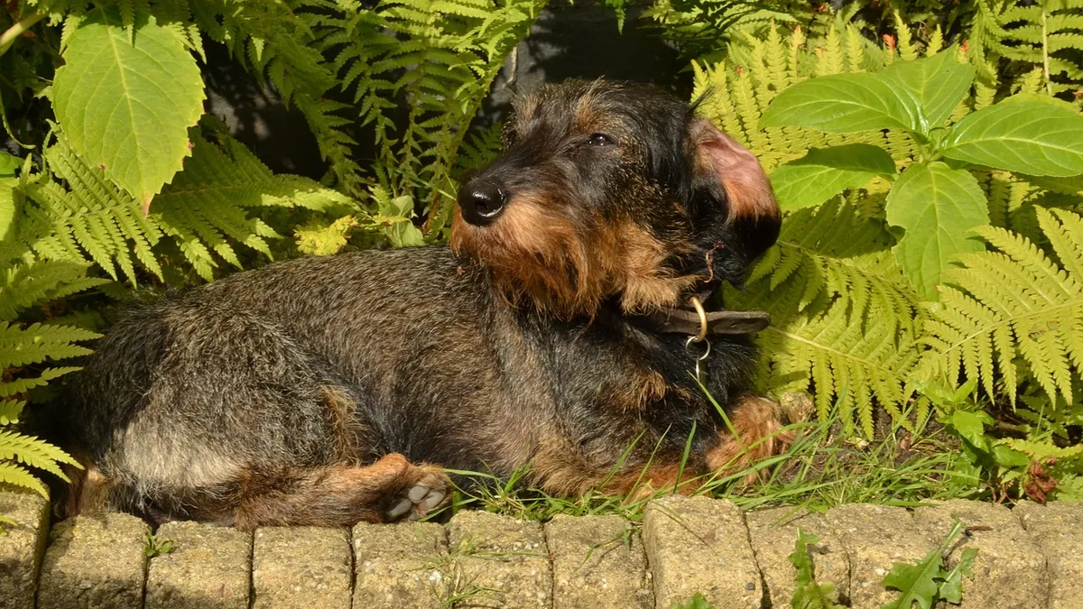 Are Ferns Toxic to Dogs? Lady, Autumn, and Christmas Ferns