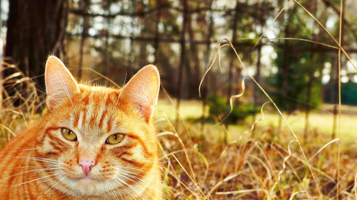 Are Leeks Toxic to Cats? Onion Family Safety