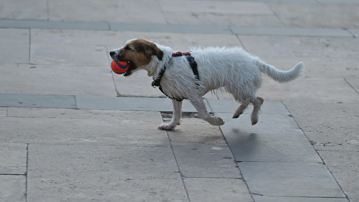Are Tennis Balls Safe for Dogs to Chew?