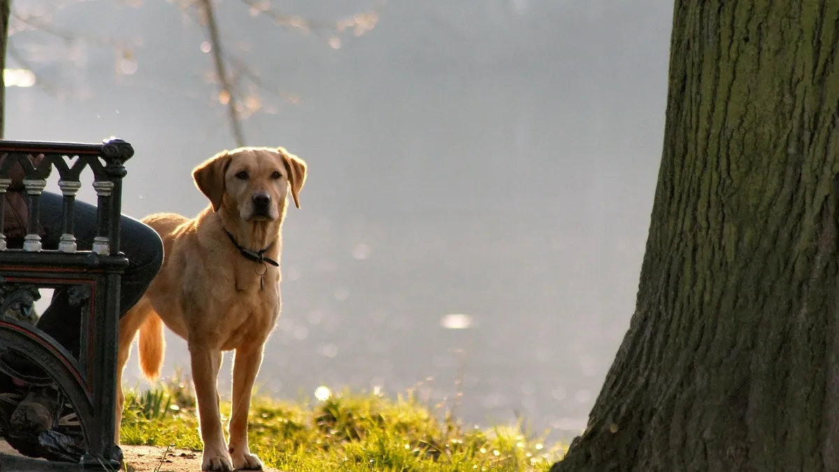 Arthritis in Dogs' Back Legs: Signs and Treatment