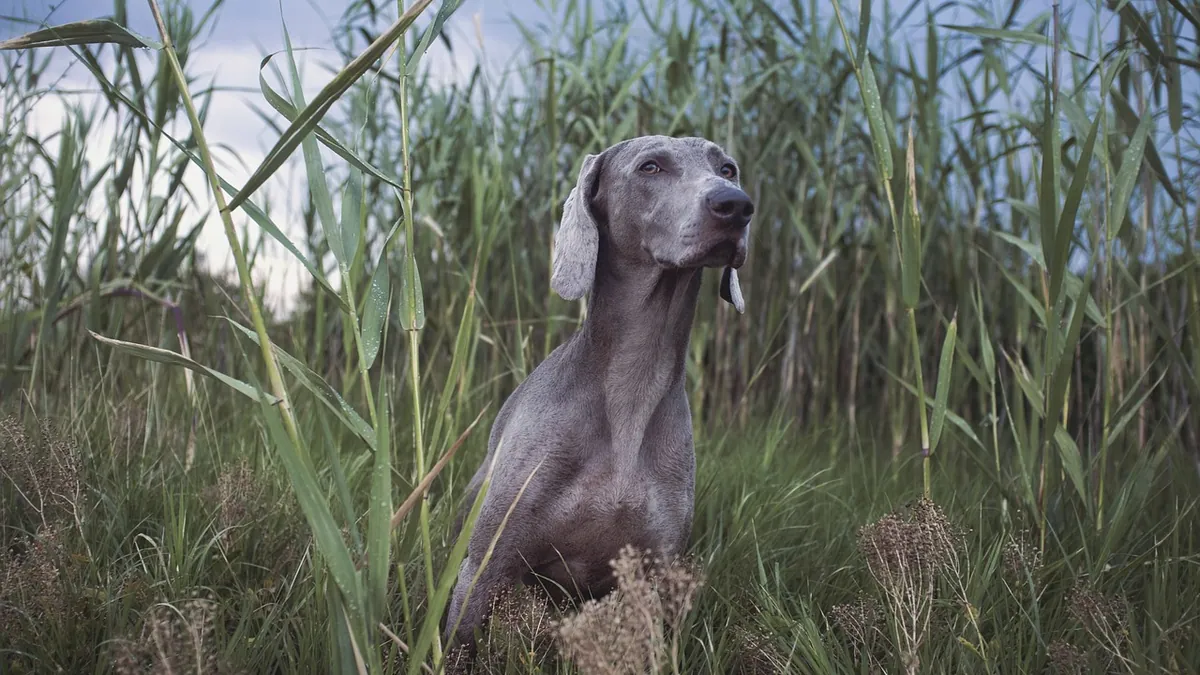 Is Asparagus Fern Toxic to Dogs? Berries and Skin Risks