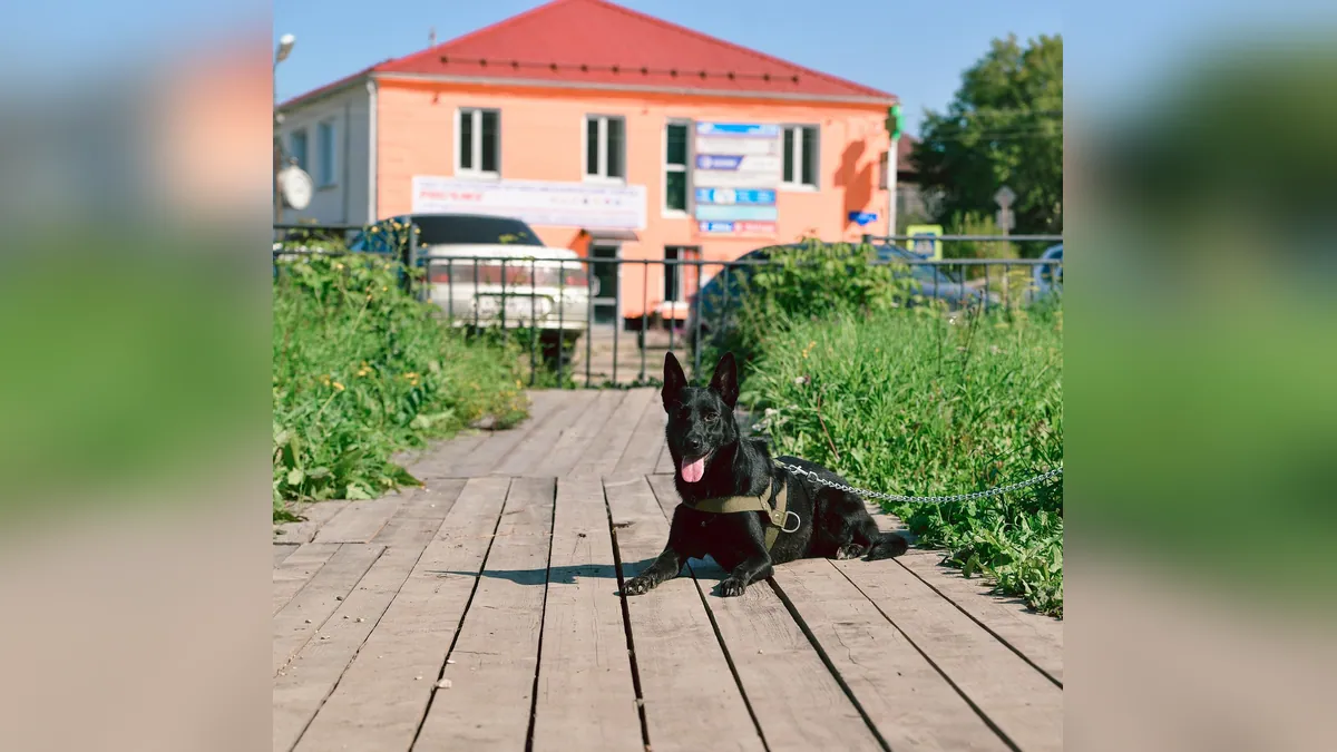 Asthma in Dogs: Signs, Sounds, and Diagnosis