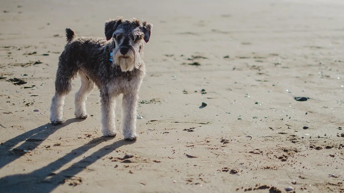 Asthma in Dogs: Treatment and Home Management