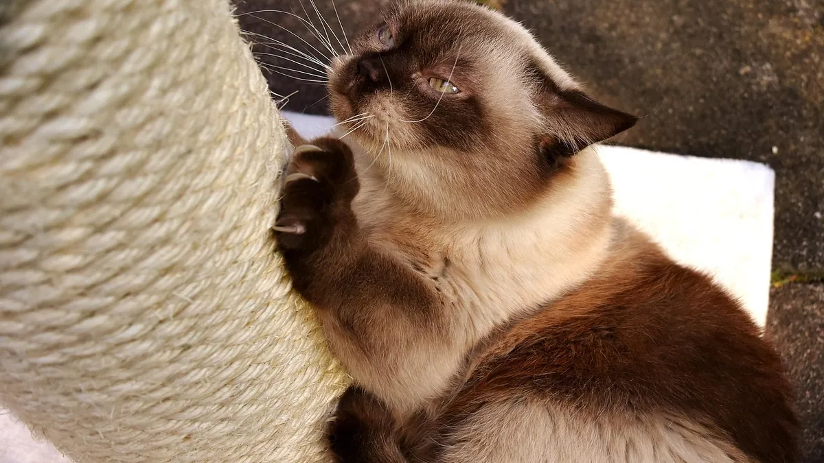 Atopic Dermatitis in Cats: Symptoms and Treatment