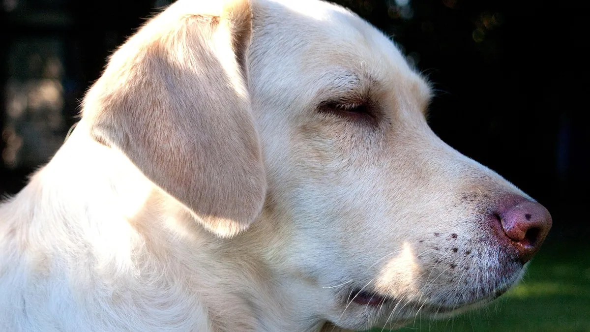 Atopica vs Apoquel for Dogs: Which Itch Treatment Fits