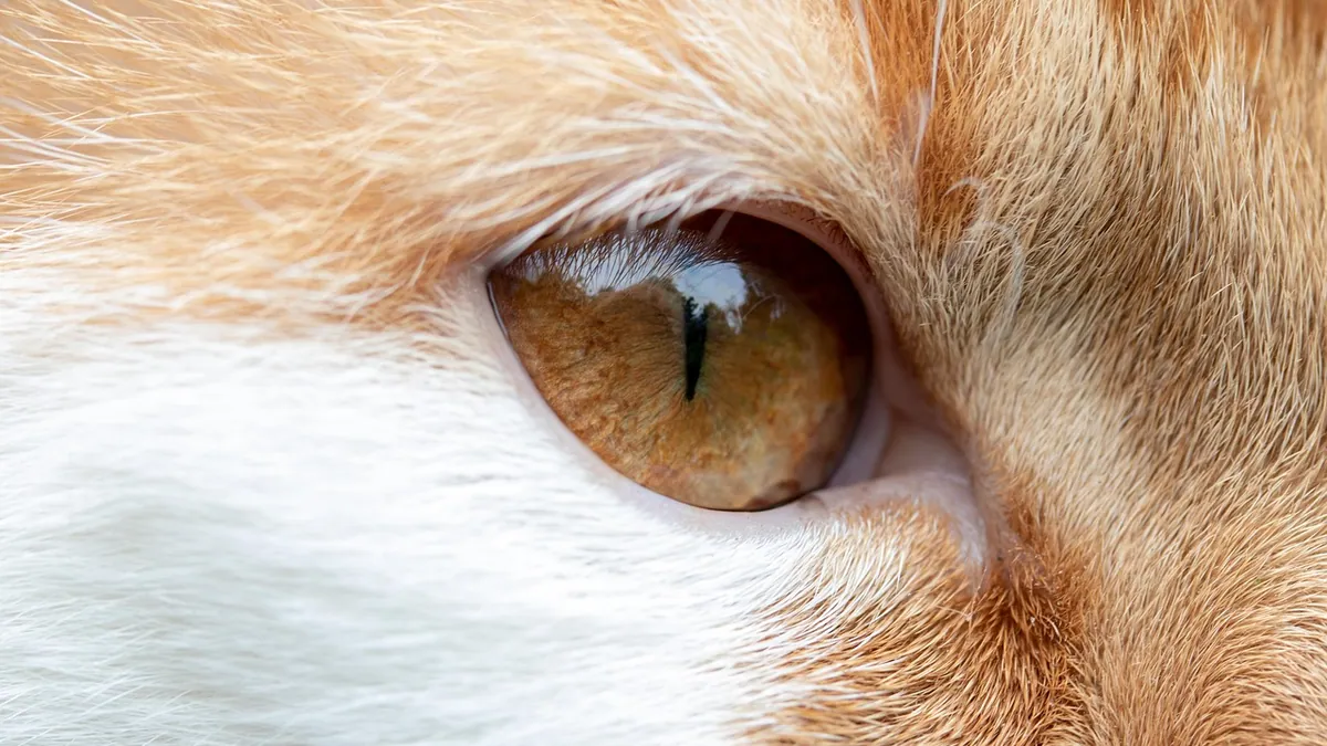 Atropine Eye Drops for Cats: Uses and Side Effects