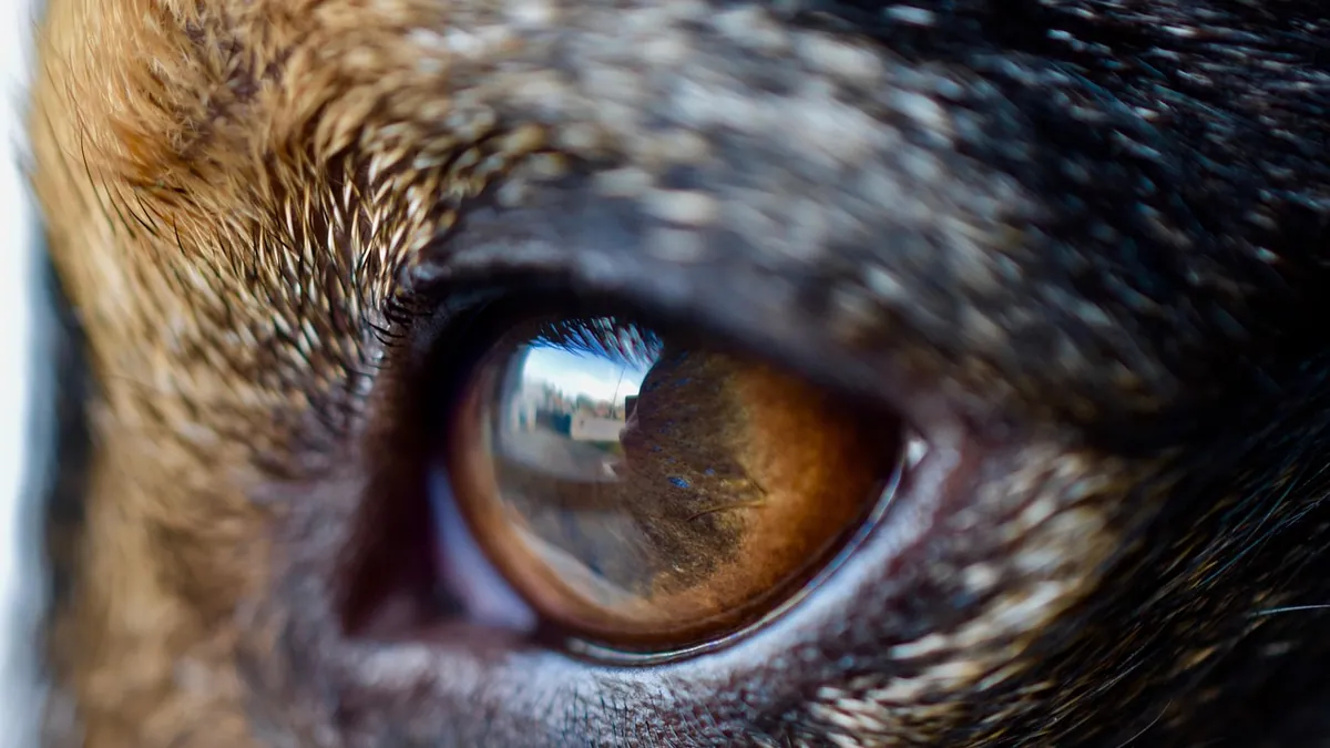Atropine Eye Drops for Dogs: Dosage and Side Effects