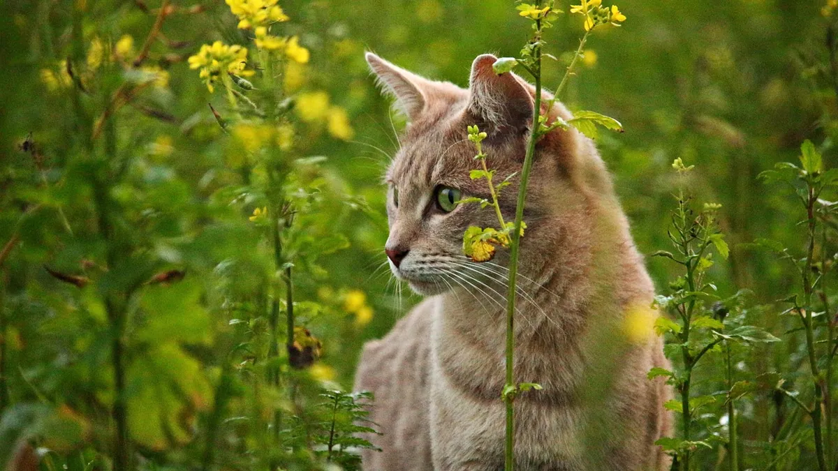 Are Azaleas Toxic to Cats? Flowers, Leaves, and Bushes