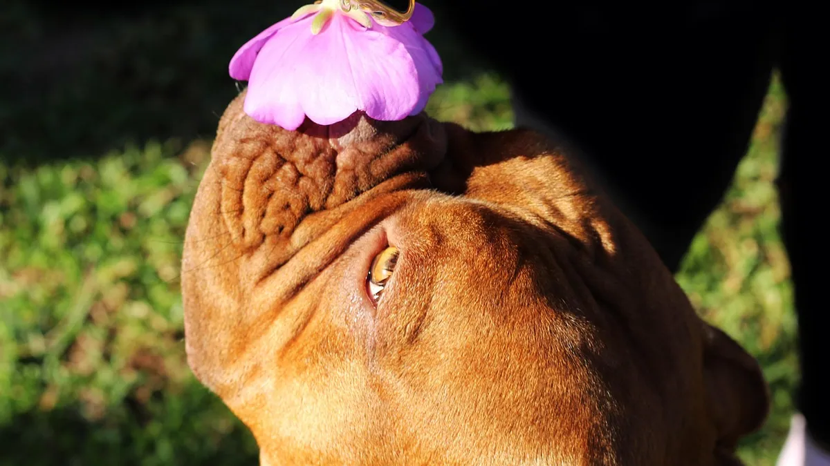 Are Azaleas Poisonous to Dogs? Leaves, Flowers, and Signs