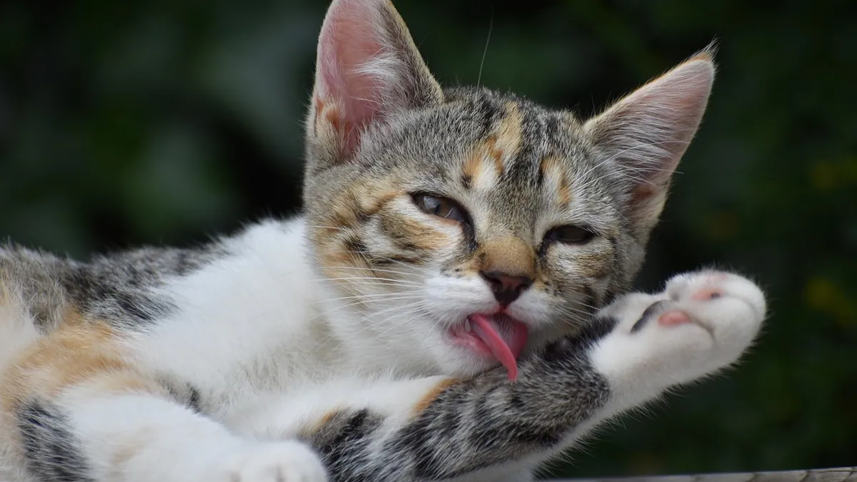 Is Bacitracin Zinc Toxic to Cats? Safety and Risks