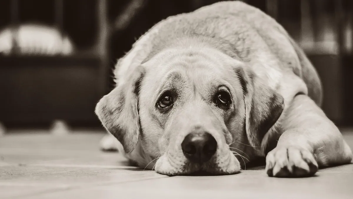 Is Bacitracin Zinc Toxic to Dogs?