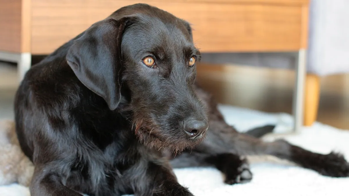 Back Injury in Dogs: Prognosis and What Recovery Looks Like