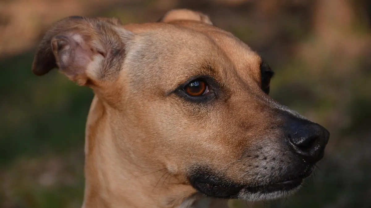 Back Leg Paralysis in Dogs: Causes and Treatment Options