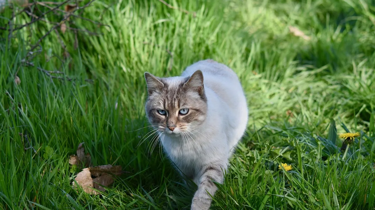 Back Leg Weakness in Cats: Causes and When to Worry