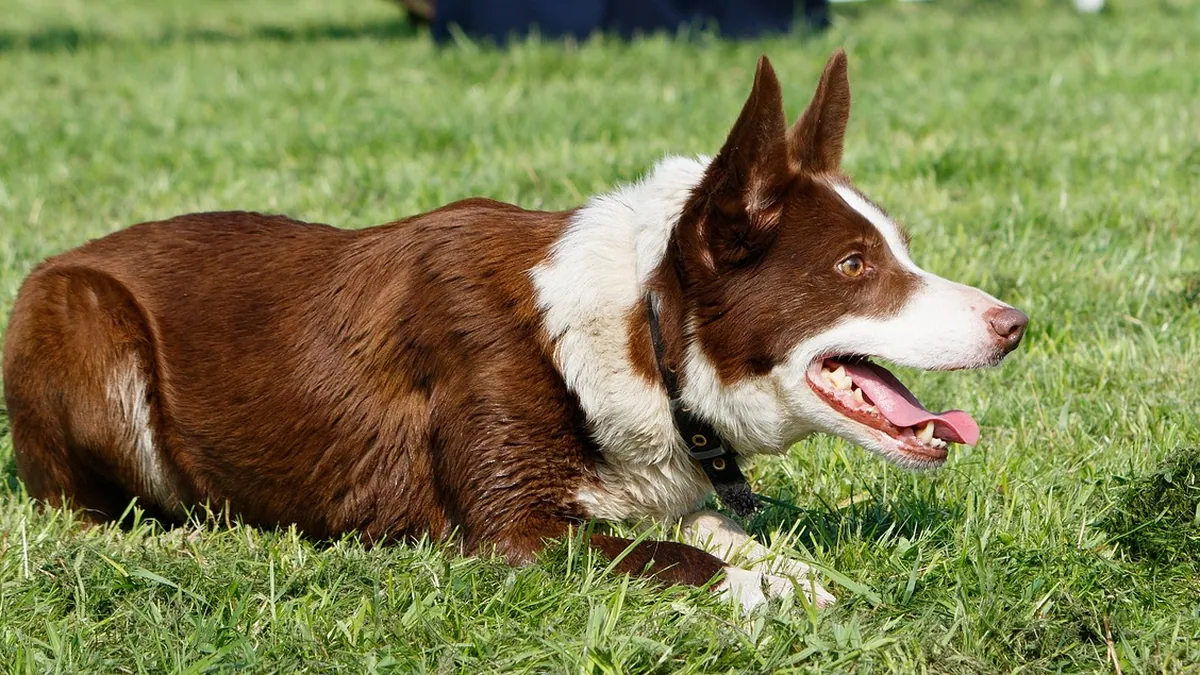 Back Pain in Dogs: Causes, Signs and When to See a Vet