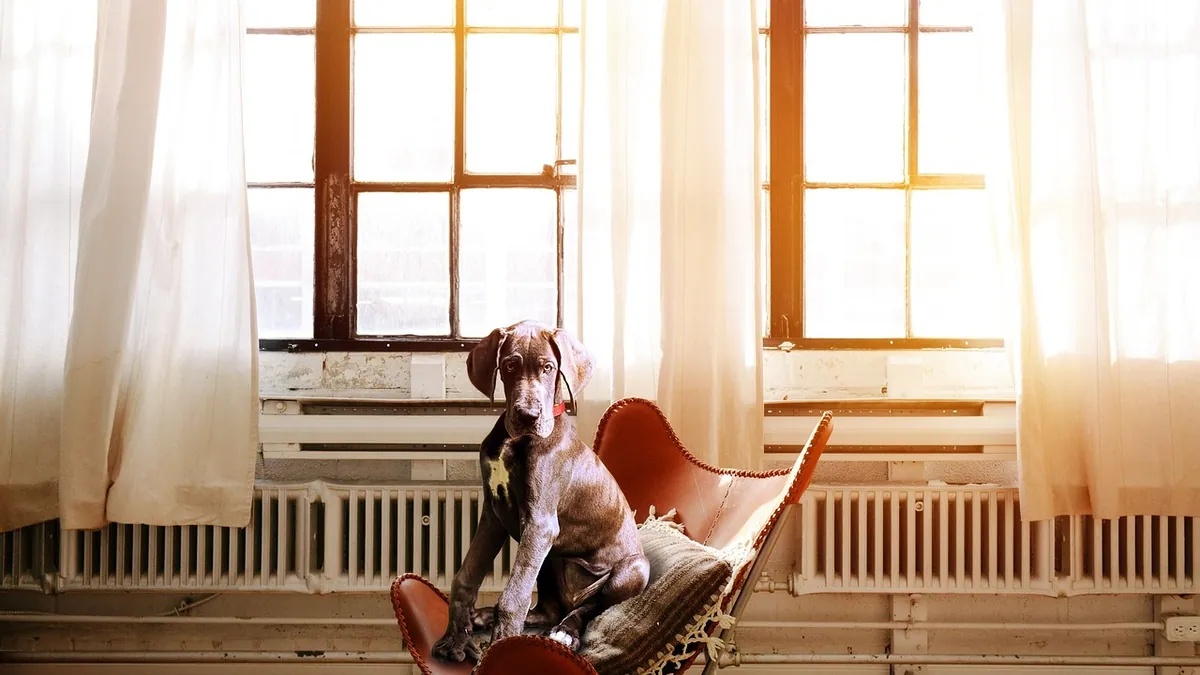 Bailey Chair for Dogs With Megaesophagus: How It Works