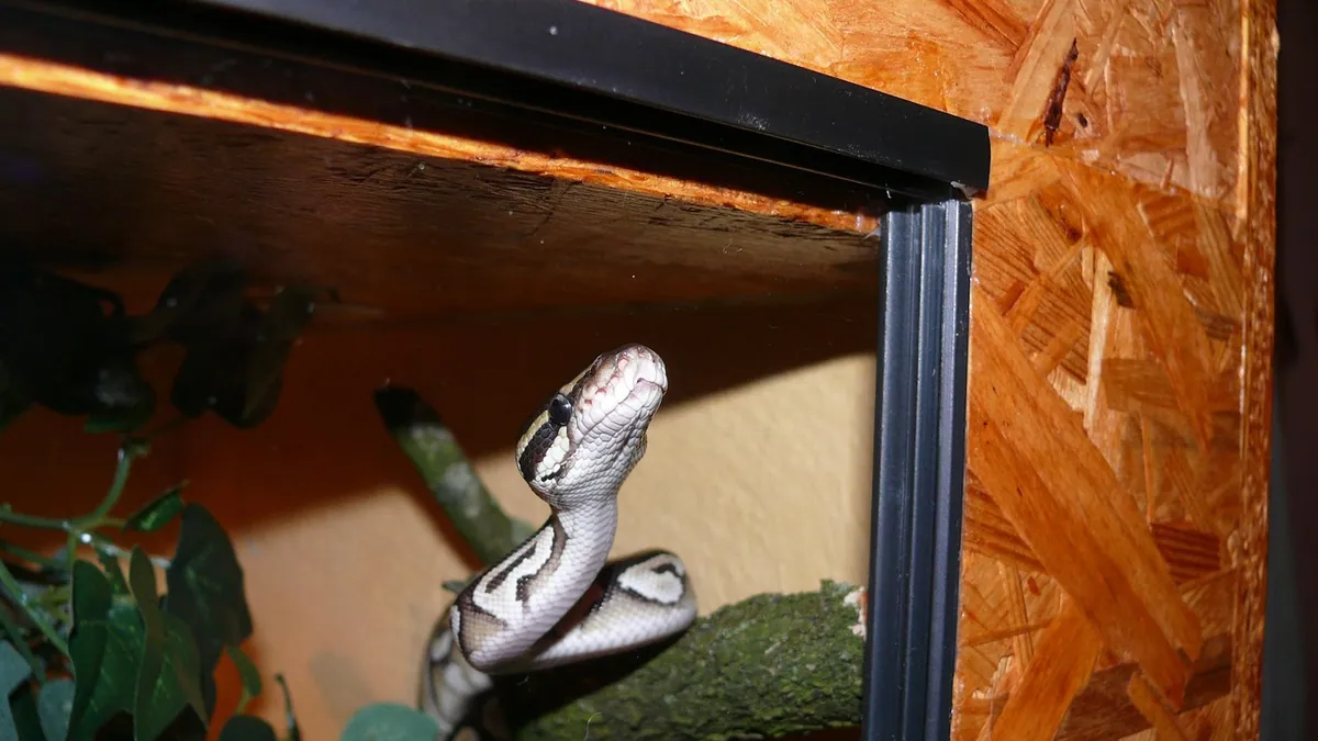 Why Is My Ball Python Out During the Day?