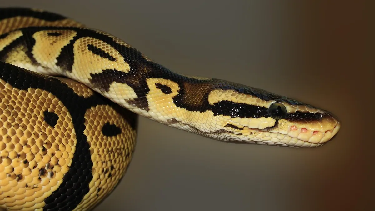 Why Is My Ball Python So Active or Not Active?