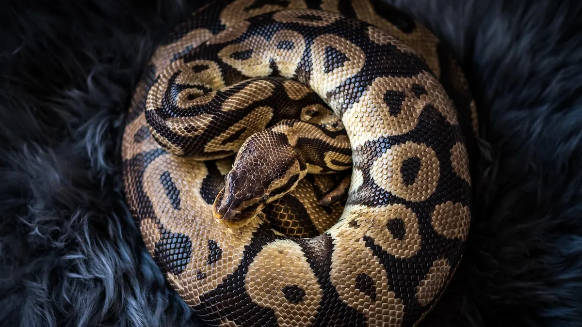 Why Does My Ball Python Feel Cold to the Touch?