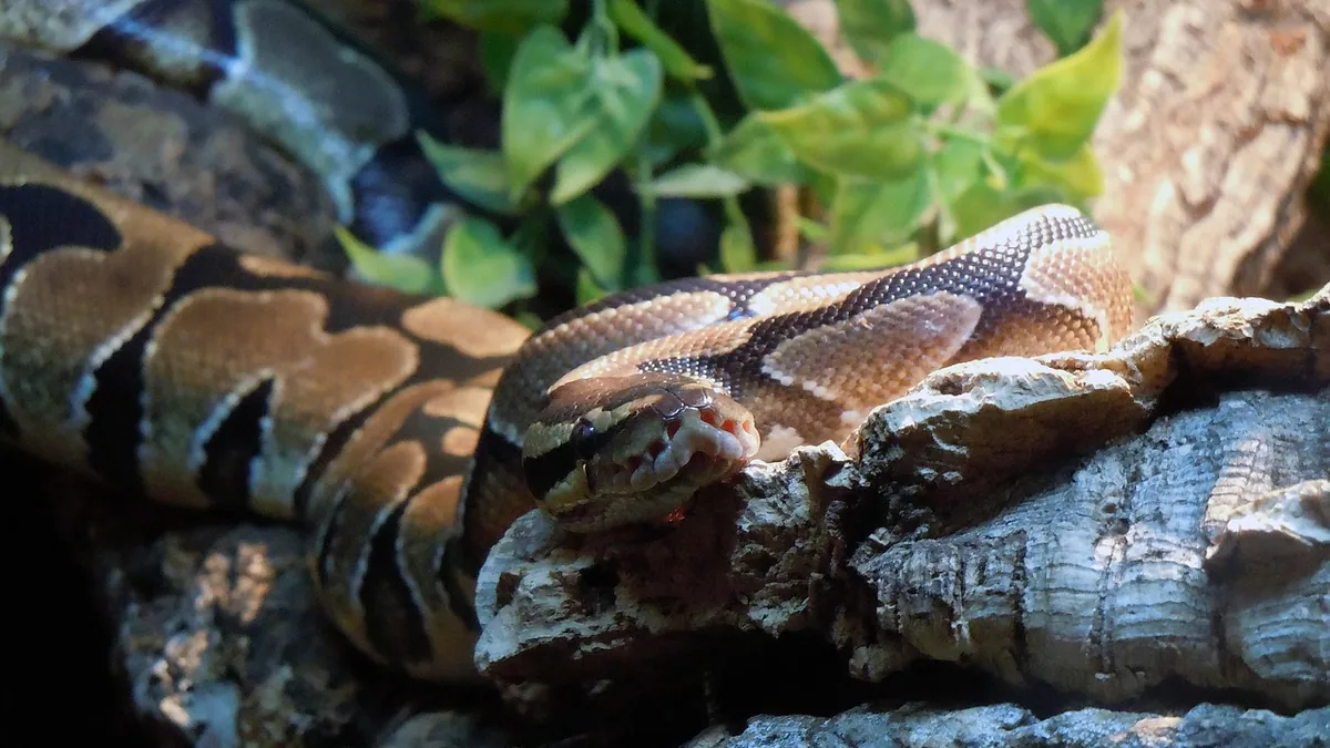 Why Is My Ball Python Curled Up or Looking Up?