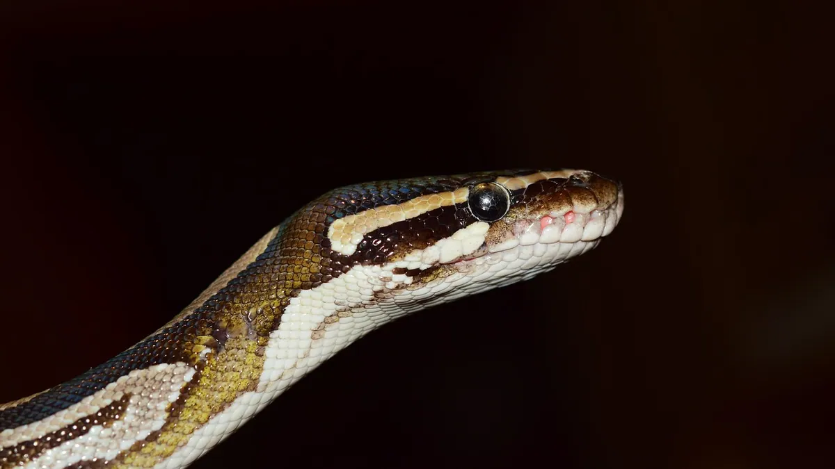 Ball Python Drinking and Water: How Much Is Normal?