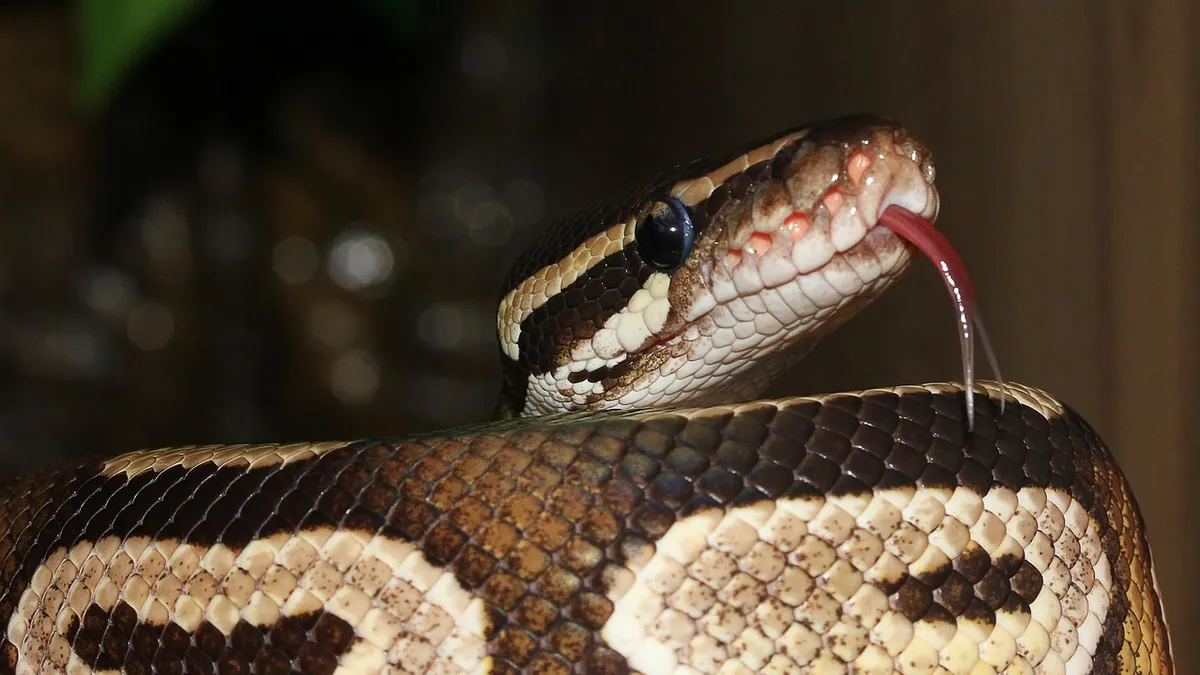 Why Is My Ball Python Drooling? Causes and Red Flags
