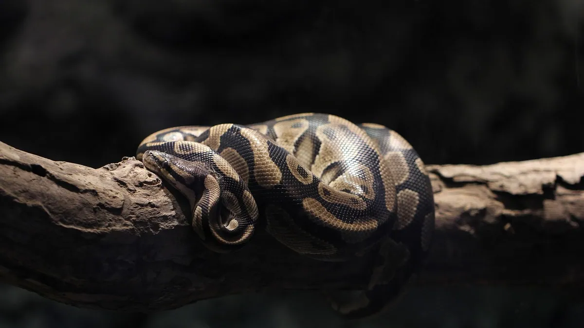 Can a Ball Python Eat a Cat? Safety for Both Pets